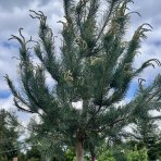 Borovica lesná (Pinus Sylvestris) - výška 300-350 cm, obvod kmeňa 14/16 cm, kont. C180L - NA KMIENKU (-30°C)